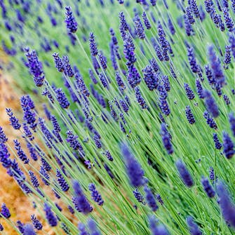 Lavendel: Lavendel Hidcote Blue Lavendel: Lavendel Hidcote Blue